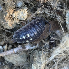 Porcellio ornatus