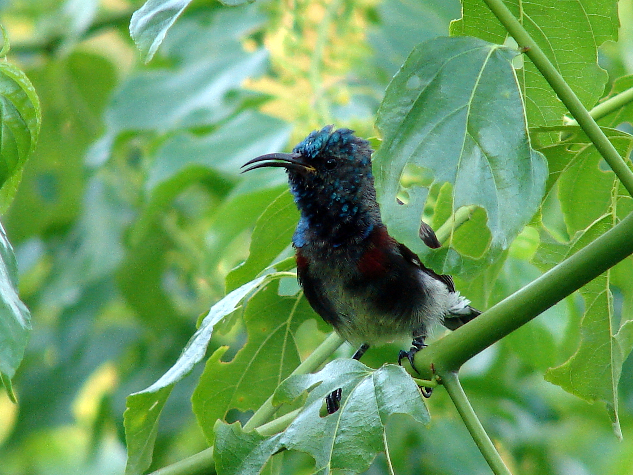 Souimanga Sunbird illustration