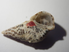 Cerithium litteratum