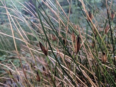Marsippospermum grandiflorum