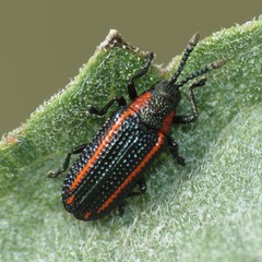 Microrhopala rubrolineata