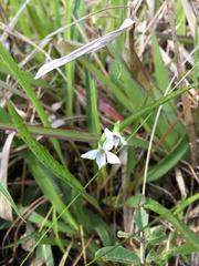 Viola vittata