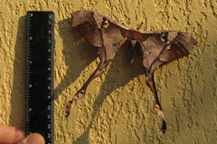 Copiopteryx