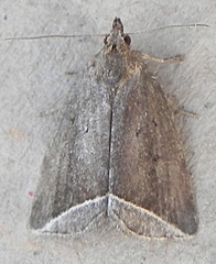 Capis curvata