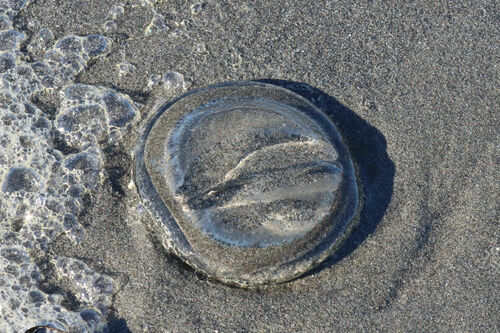 Victoria's Crystal Jelly, photo 4 of 9