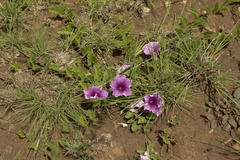 Ipomoea ommanneyi