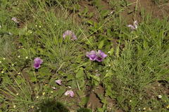 Ipomoea ommanneyi