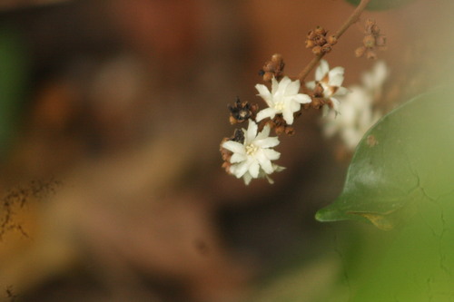 Image of Erycibe paniculata by (c) deepachandran, some rights reserved (CC BY-SA)