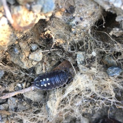 Porcellio ornatus