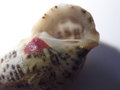 Cerithium litteratum
