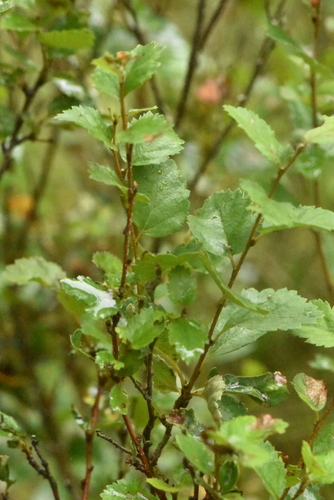 Image of Betula humilis by (c) Марина Садыкова, some rights reserved (CC BY)