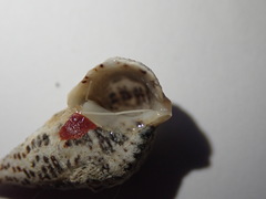 Cerithium litteratum