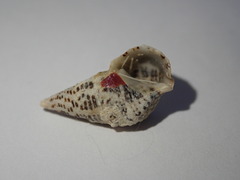 Cerithium litteratum