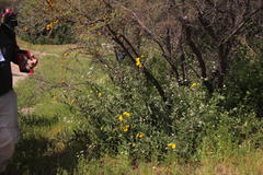 Senecio adenotrichius