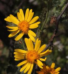 Senecio adenotrichius