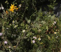 Senecio adenotrichius