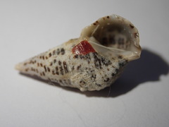 Cerithium litteratum