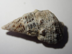 Cerithium litteratum