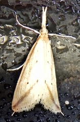 Donacaula melinellus