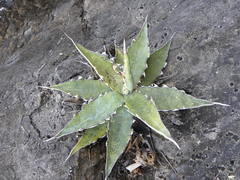 Agave xylonacantha