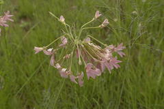 Pelargonium luridum
