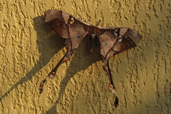 Copiopteryx