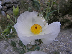 Argemone grandiflora