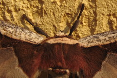 Copiopteryx