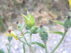 Argemone grandiflora