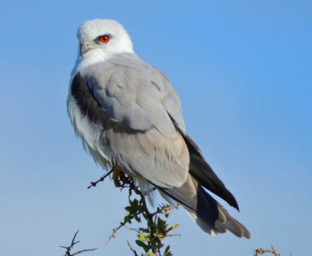 Elanine Kites