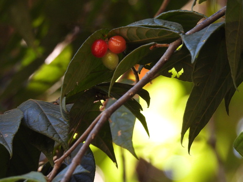 Aceratium concinnum observed 2023-08-15