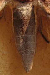 Copiopteryx