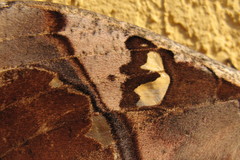 Copiopteryx