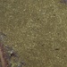 Balticina californica - Photo (c) dfopacific, algunos derechos reservados (CC BY-NC), subido por dfopacific