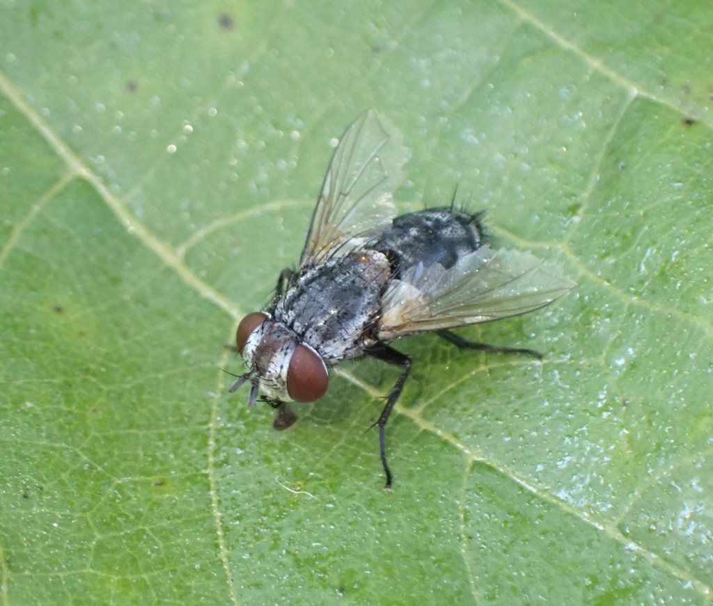 Pseudogonia in August 2023 by Albert Cardona · iNaturalist