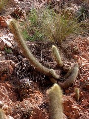 Cleistocactus hyalacanthus