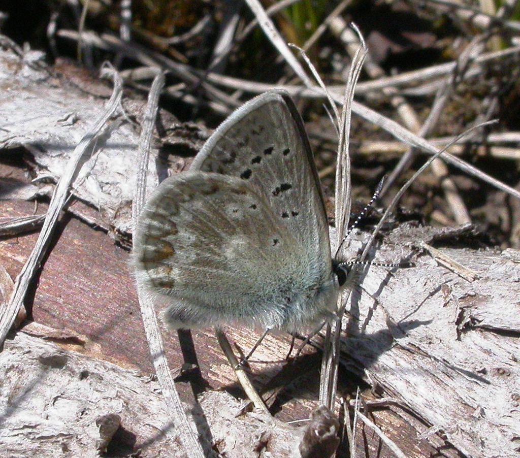 Glandon Blue
