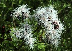 Aristeguietia salvia