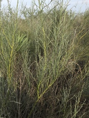Parkinsonia texana