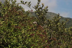 Aristeguietia salvia