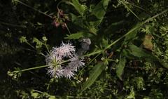 Aristeguietia salvia
