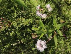 Aristeguietia salvia