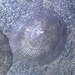 Striate Limpet - Photo (c) 劉佳勳, some rights reserved (CC BY-NC), uploaded by 劉佳勳