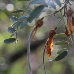 Sophora macrocarpa