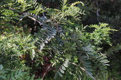 Sophora macrocarpa