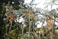 Sophora macrocarpa