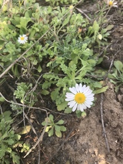 Aphanostephus ramosissimus