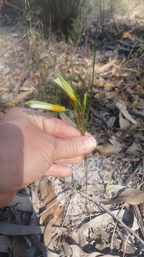 Romulea schlechteri