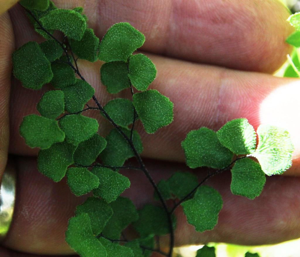 Adiantum scabrum