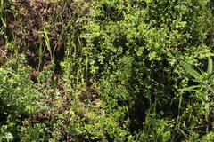 Adiantum chilense scabrum